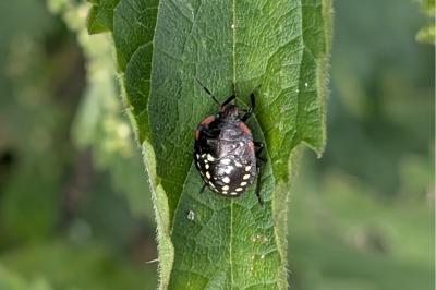 <i>Nezara viridula</i>