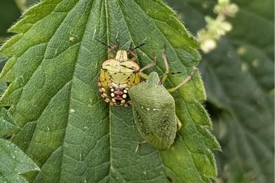 <i>Nezara viridula</i>