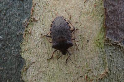<i>Halyomorpha halys</i>