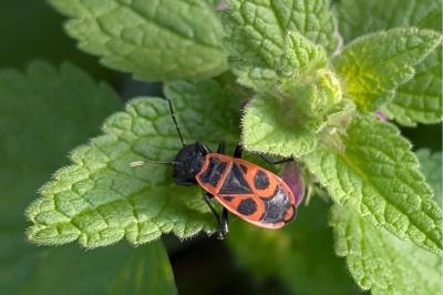 <i>Pyrrhocoris apterus</i>