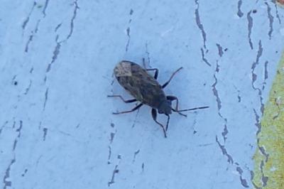 <i>Peritrechus gracilicornis</i>