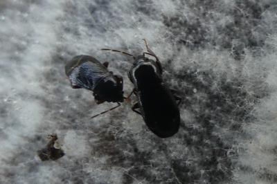 <i>Plinthisus brevipennis</i>