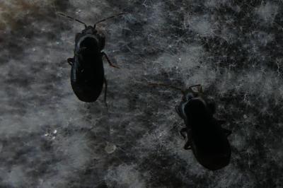 <i>Plinthisus brevipennis</i>