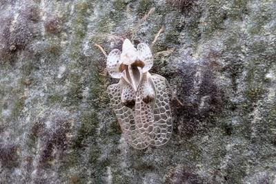 <i>Corythucha ciliata</i>