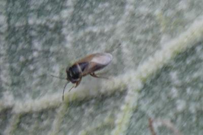 <i>Geocoris megacephalus</i>