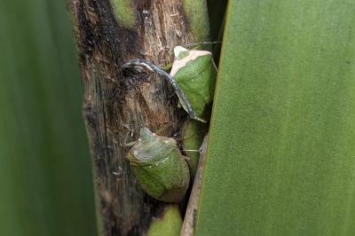 <i>Nezara viridula</i>