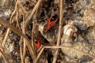 <i>Melanocoryphus albomaculatus</i>