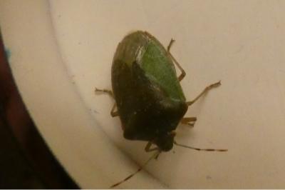<i>Nezara viridula</i>