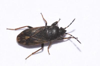 <i>Megalonotus</i>