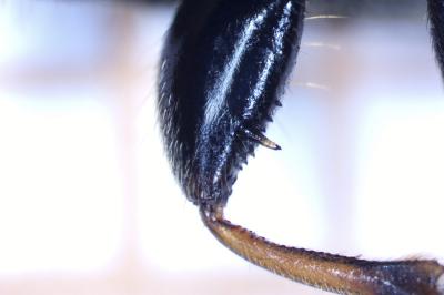 <i>Megalonotus</i>