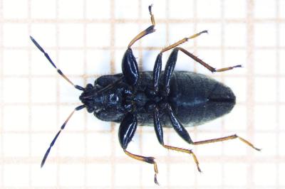<i>Megalonotus</i>