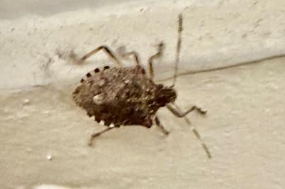 <i>Halyomorpha halys</i>