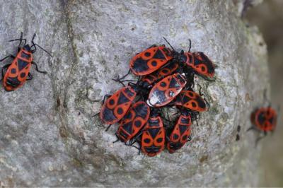 <i>Pyrrhocoris apterus</i>