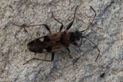<i>Beosus maritimus</i>