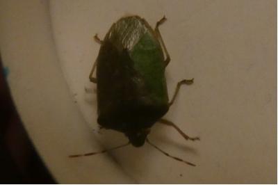 <i>Nezara viridula</i>