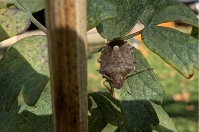 <i>Peribalus strictus</i>