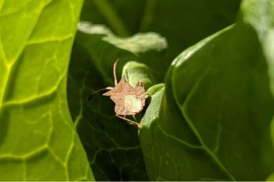 <i>Coreus marginatus</i>