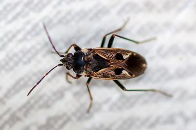 <i>Rhyparochromus vulgaris</i>
