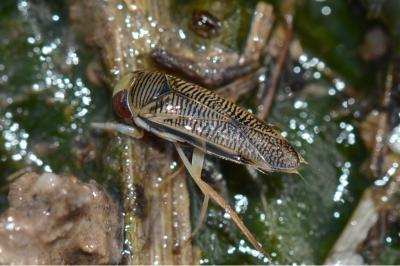 <i>Sigara nigrolineata</i>