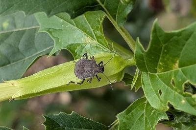 <i>Halyomorpha halys</i>
