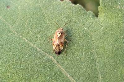 <i>Lygus pratensis</i>