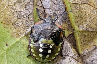 <i>Nezara viridula</i>