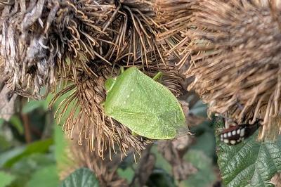 <i>Nezara viridula</i>