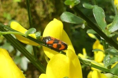 <i>Cercopis vulnerata</i>