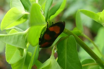 <i>Cercopis vulnerata</i>