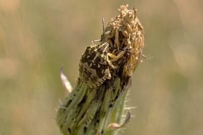 <i>Carpocoris purpureipennis</i>