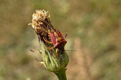 <i>Carpocoris purpureipennis</i>