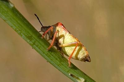 <i>Carpocoris purpureipennis</i>