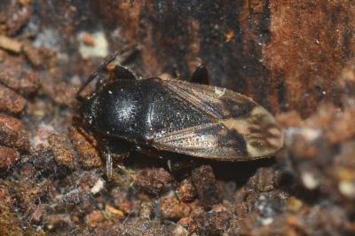 <i>Megalonotus emarginatus</i>