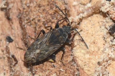 <i>Peritrechus nubilus</i>