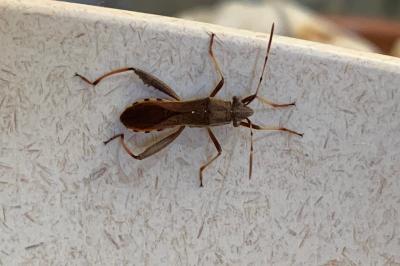 <i>Camptopus lateralis</i>