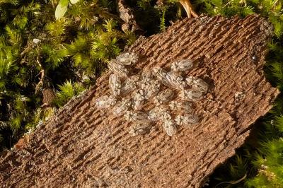 <i>Corythucha ciliata</i>