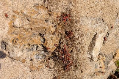 <i>Pyrrhocoris apterus</i>