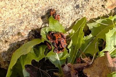 <i>Pyrrhocoris apterus</i>