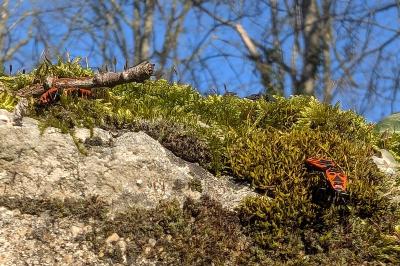 <i>Pyrrhocoris apterus</i>