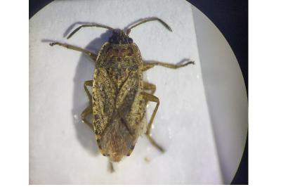 <i>Emblethis denticollis</i>