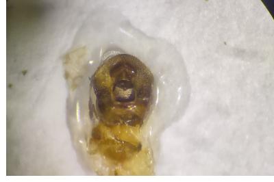 <i>Emblethis denticollis</i>