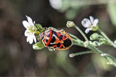<i>Eurydema ornata</i>
