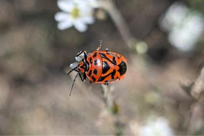 <i>Eurydema ornata</i>