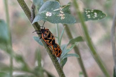 <i>Eurydema ornata</i>