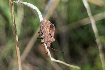 <i>Coreus marginatus</i>