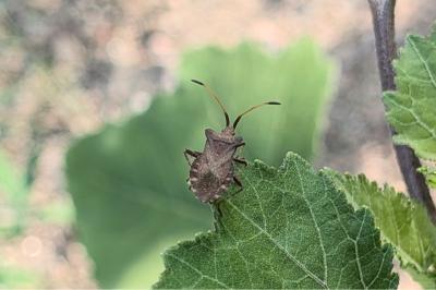 <i>Coreus marginatus</i>