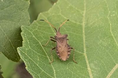 <i>Coreus marginatus</i>