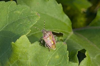 <i>Dolycoris baccarum</i>