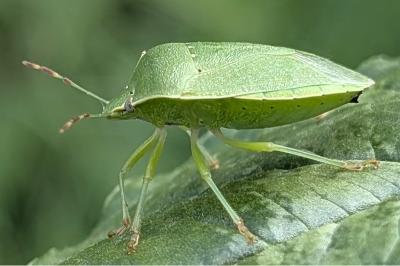 <i>Nezara viridula</i>