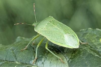 <i>Nezara viridula</i>